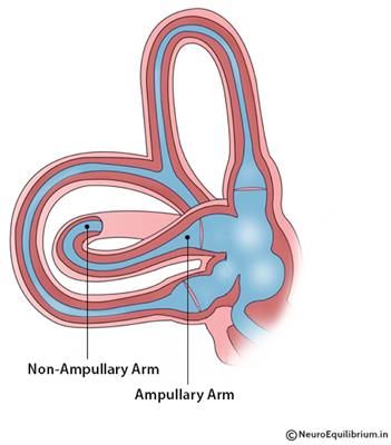 Modified Interpretations of the Supine Roll Test in Horizontal Canal BPPV Based on Simulations: How the Initial Position of the Debris in the Canal and the Sequence of Testing Affects the Direction of the Nystagmus and the Diagnosis